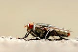 Can Tarantulas Eat House Flies?