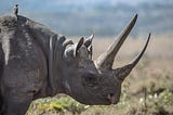 Bird on rhino