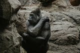 Silver Ape in a zoo enclosure