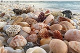 Seashells