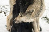 Wolf Love: Yin and Yang