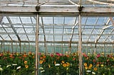 Spring flowers inside of a greenhouse.