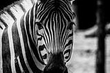 Abnormal-ish? Try Zebra