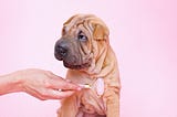 The Benefits of Dog Massage: How to Relieve Stress and Improve Your Dog’s Health