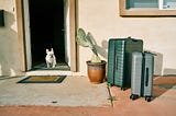 little dog looking suspiciously at suitcases