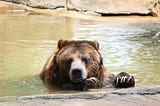 a bear in the water