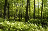 How is “Wilderness” a Colonial Construct? — Organeyez