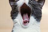 A cat with a wide open mouth. #AndrewCuomo #LeeZeldin #Poltico #SienaCollege