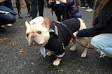 Tompkins Square Dog Parade Comes to a Halt  The lovable staple of the neighborhood is cancelled…