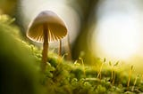 Forward — Living up to the Nature living in us