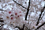 Cherry blossom flowers with dew drops