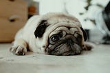 What are the characteristics of a “nervous dog”?