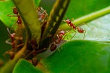 A group of Ants on a plant.