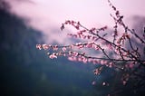 Pink blossom on tree twigs, against a pinky purple sky.