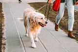 5 Tips For Dog Walking