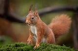 Eichhörnchen: Alles über diese faszinierenden Tiere!!