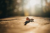 Sowing and reaping