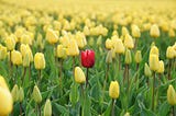 Red Tulip that stands out to illustrate the importance of thinking differently with portfolios