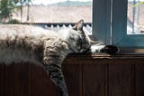 7 TIPS ON CARING FOR OLDER CATS