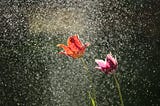 Dancing in the Rain 🌧️💃🕺: How Life’s Storms Shape Us Into Who We’re Meant to Be 😇