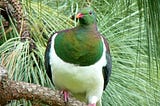 Picture of pigeon with green head and neck and greenish brown feathers.