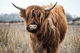 A yak in a field staring at the camera