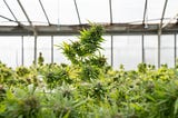 Michigan’s New Cannabis Rules: What Coldwater Dispensaries Need to Know
