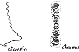 Chromatin, Chromosome and Chromatid