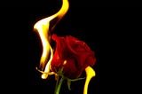 A rose with fire blazing around it.
