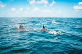Several dolphines in the sea