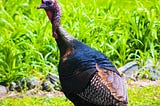 Introducing: the First International Turkey Sentience Day (and Other Good News)