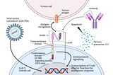 The Making of CAR-NK Cells