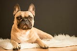 6 Dog Breeds That Are Said to Have Strong Body Odor