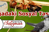 Doğadaki Sosyal Tasarım