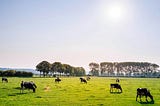 Drinking Milk Fresh From the Cow