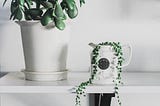 A string of pearls plant planted in a stylish pot with white themed scene