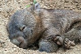 Wombats! Unique Australian Marsupials.