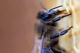 Will Their Sense of Smell Ultimately Help Honey Bees to Survive?