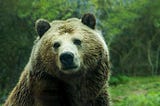 10 Things You Might Not Know About Grizzly Bears.