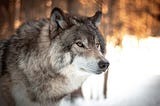 On Resistance, Submission, and the Lessons of Wolves