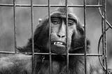 A sad monkey trapped in a cage
