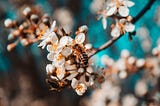 The Surprising Pollinators of the British Summertime