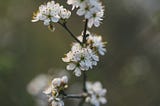 When I got older, I finally understood the complex human nature behind Lu Xun’s “Dawn Blossoms…