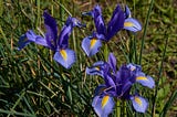 Cluster the Iris…..