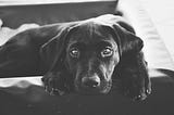 Black lab puppy with sad expression