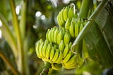 Powered by insights, Equifruit’s savvy sustainability battle is winning ground in the banana wars…