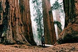 Big Trees-The True Giants of our Lands
