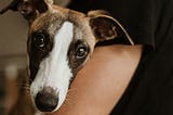 5 Ways To Praise Dogs That Make Them Uncomfortable
