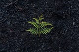 A leafy plant sprouting from the ground, symbolizing new beginnings.