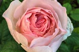 Pale pink rose Sharifa Asma with darker pink centre, surrounded by mid green foliage